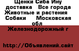 Щенки Сиба Ину доставка - Все города Животные и растения » Собаки   . Московская обл.,Железнодорожный г.